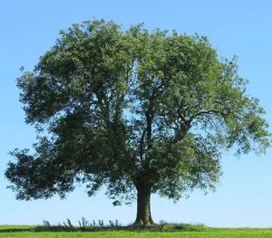 Ясень обыкновенный