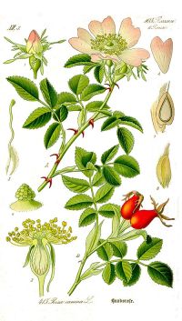Шиповник или Rosa canina