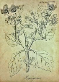 Белена (Hyoscyamus insanus), 1854