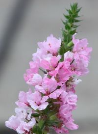 Цветки дербенника иволистного (плакун-травы)